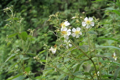 Chaetogastra brachyphylla