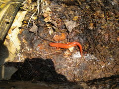 Pseudotriton ruber ruber