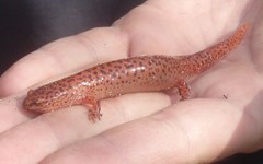 Pseudotriton ruber ruber