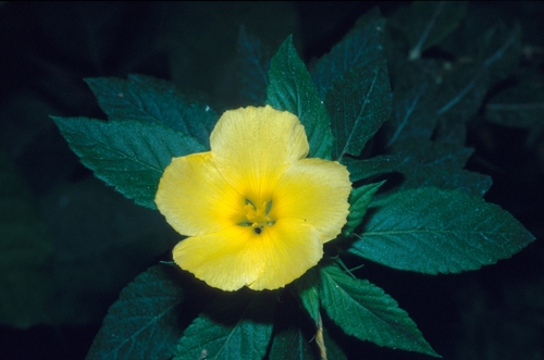 Turnera ulmifolia image