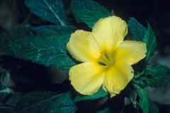 Image of Turnera ulmifolia
