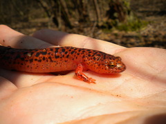 Pseudotriton ruber ruber