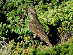 Certhilauda curvirostris falcirostris