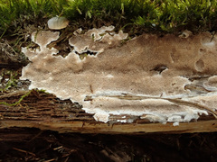 Antrodia heteromorpha