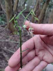 Byttneria urticifolia