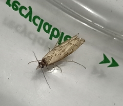 Orocrambus cyclopicus