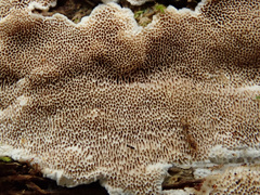 Antrodia heteromorpha