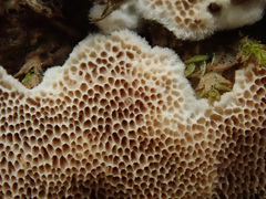 Antrodia heteromorpha