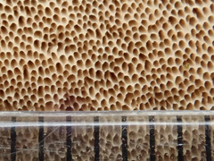 Antrodia heteromorpha