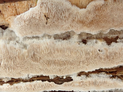 Antrodia heteromorpha