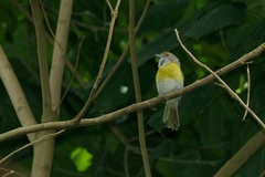 Hylophilus thoracicus