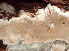 Antrodia heteromorpha