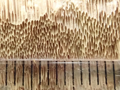 Antrodia heteromorpha