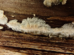 Antrodia heteromorpha