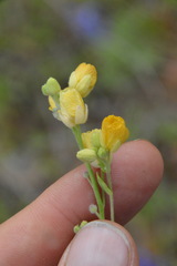Physaria grandiflora