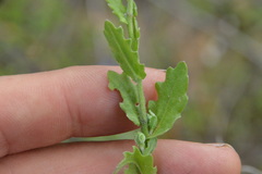 Physaria grandiflora