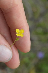 Physaria grandiflora