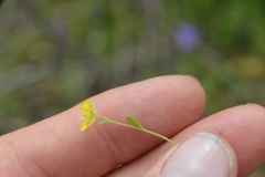 Physaria grandiflora