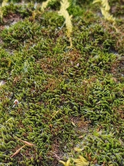 Grimmia dissimulata