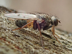 Lispocephala