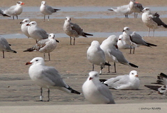 Ichthyaetus audouinii