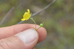 Physaria grandiflora