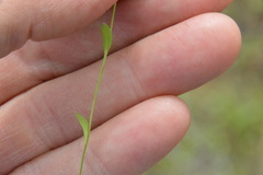 Physaria grandiflora