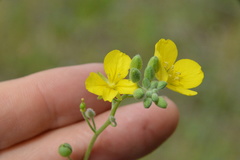 Physaria grandiflora