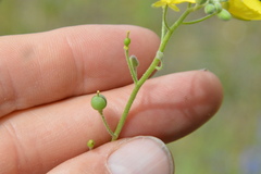 Physaria grandiflora