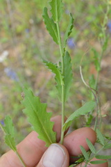 Physaria grandiflora