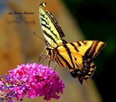 Papilio multicaudata