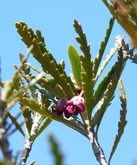 Pittosporum patulum