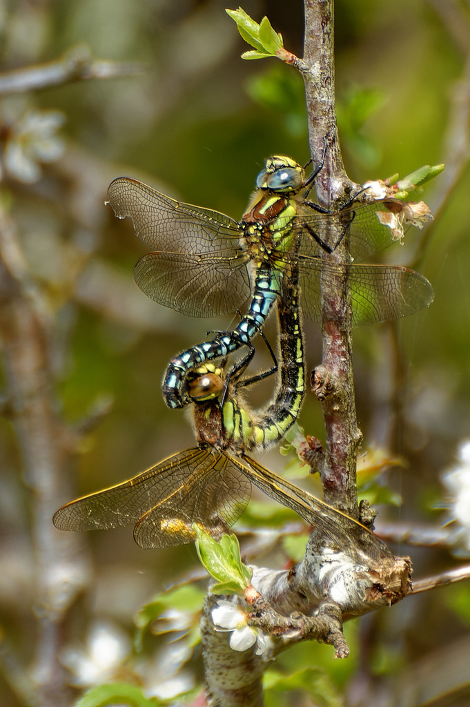 Hairy Hawker