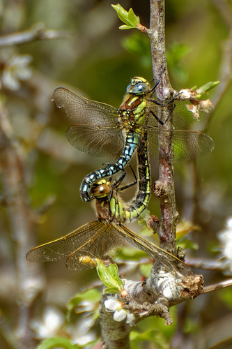 Hairy Hawker