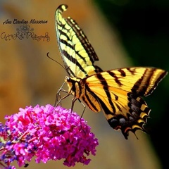 Papilio multicaudata