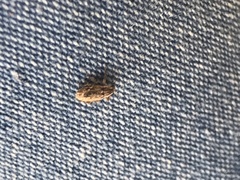 Microlarinus lypriformis