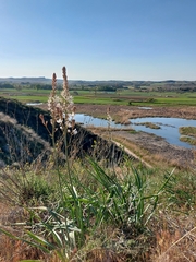 Asphodelus cerasiferus