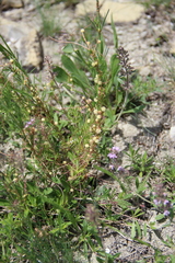 Cuscuta approximata