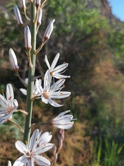 Asphodelus cerasiferus