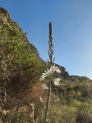 Asphodelus cerasiferus