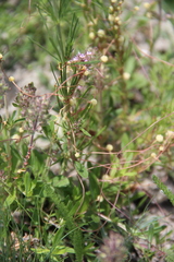 Cuscuta approximata