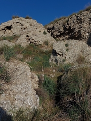 Asphodelus cerasiferus