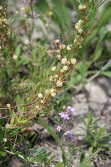 Cuscuta approximata