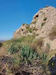 Asphodelus cerasiferus