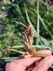 Asphodelus cerasiferus