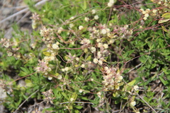 Cuscuta approximata
