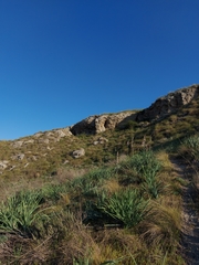 Asphodelus cerasiferus