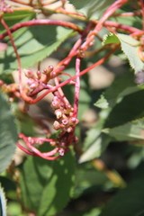 Cuscuta monogyna
