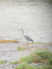 Ardea cinerea