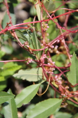 Cuscuta monogyna